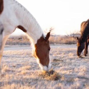 Three horses grazing on dry grass in a field during sunset, with one horse in the foreground partially out of focus and two horses further back clearly visible. The scene has a warm, golden light and a tree is visible on the right side in the background.