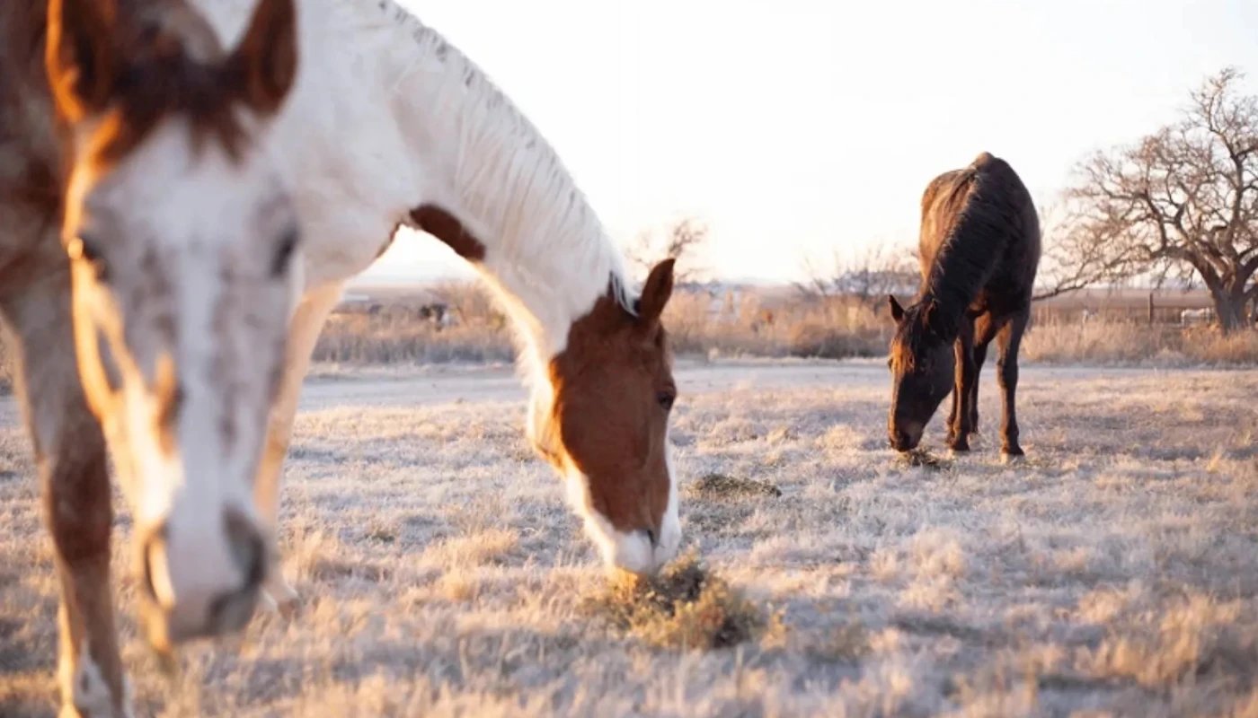 Three horses grazing on dry grass in a field during sunset, with one horse in the foreground partially out of focus and two horses further back clearly visible. The scene has a warm, golden light and a tree is visible on the right side in the background.